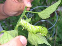 Caterpillar on Tomato plant