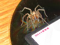 A big spider caught inside