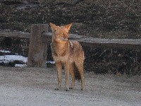 Not too shy coyote