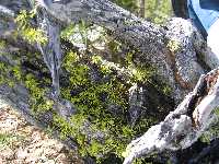 Macro shot of some lichen