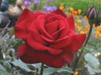 Crimson Bouquet rose bloom